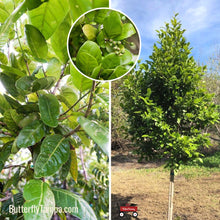 Load image into Gallery viewer, Pigeon Plum - Coccoloba diversifolia (3 Gal.)