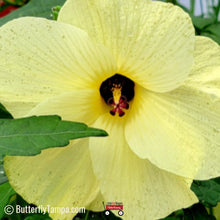 Load image into Gallery viewer, Pineland Hibiscus - Hibiscus aculeatus (1 Gal.)
