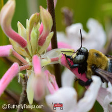 Load image into Gallery viewer, Pinxter Azalea - Rhododendron canescens (3 Gal.)