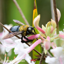 Load image into Gallery viewer, Pinxter Azalea - Rhododendron canescens (3 Gal.)