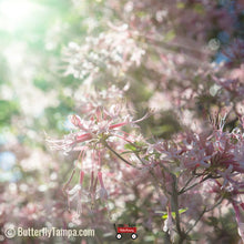 Load image into Gallery viewer, Pinxter Azalea - Rhododendron canescens (3 Gal.)