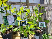 Load image into Gallery viewer, Wooly Dutchman's Pipevine - Aristolochia tomentosa (1 & 3 gal.)