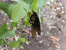 Load image into Gallery viewer, Wooly Dutchman's Pipevine - Aristolochia tomentosa (1 & 3 gal.)