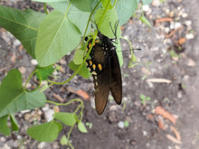 Load image into Gallery viewer, Wooly Dutchman&#39;s Pipevine - Aristolochia tomentosa (1 gal.)
