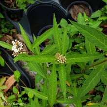 Load image into Gallery viewer, Aquatic Milkweed - Asclepias perennis (4&quot; &amp; 1 gal.)
