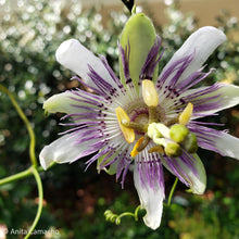 Load image into Gallery viewer, Maypop Passionflower - Passiflora incarnata (1 &amp; 3 gal.)
