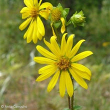 Load image into Gallery viewer, Starry Rosinweed - Silphium asteriscus (1 & 3 gal.)