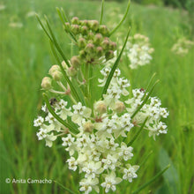 Load image into Gallery viewer, Whorled milkweed - Asclepias verticillata - (1 gal.)