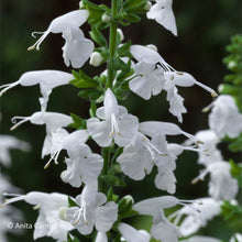 Load image into Gallery viewer, Tropical Sage - Salvia coccinea (1 gal.)