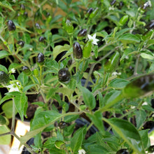 Load image into Gallery viewer, Bird Pepper - Capsicum annuum (1 gal.)
