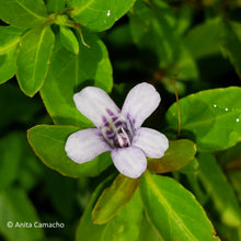 Load image into Gallery viewer, Twinflower - Dyschoriste oblongifolia (1 gal.)