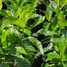 Load image into Gallery viewer, Wild Coffee - Psychotria nervosa
