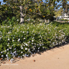 Load image into Gallery viewer, Wild Plumbago - Plumbago zeylanica