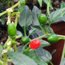 Load image into Gallery viewer, Bird Pepper - Capsicum annuum (1 gal.)
