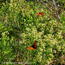 Load image into Gallery viewer, Salt Bush - Baccharis halimifolia