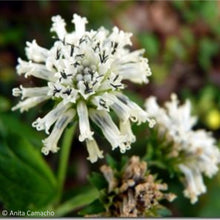 Load image into Gallery viewer, Salt and Pepper - Melanthera nivea (1 gal.)