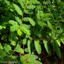 Load image into Gallery viewer, Sensitive Pea - Chamaecrista nictitans (1 gal.)
