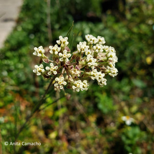 Whorled milkweed - Asclepias verticillata - (1 gal.)