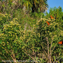 Load image into Gallery viewer, Salt Bush - Baccharis halimifolia (1 &amp; 3 gal.)
