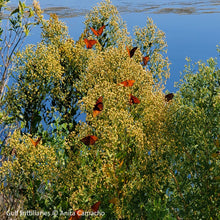 Load image into Gallery viewer, Salt Bush - Baccharis halimifolia