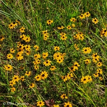 Load image into Gallery viewer, Black Eyed Susan - Rudbeckia hirta var. Floridana (1 gal.)