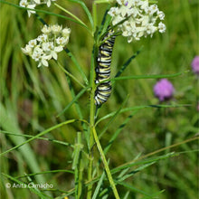 Load image into Gallery viewer, Whorled milkweed - Asclepias verticillata - (1 gal.)