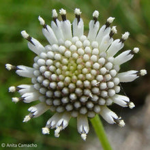 Load image into Gallery viewer, Salt and Pepper - Melanthera nivea (1 gal.)