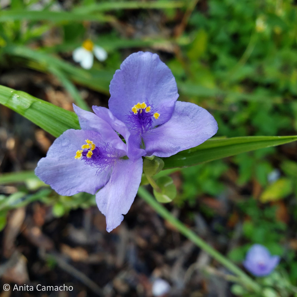 Spiderwort - Tradescantia ohiensis (1 gal.) – Little Red Wagon