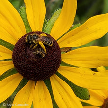Load image into Gallery viewer, Black Eyed Susan - Rudbeckia hirta var. Floridana (1 gal.)
