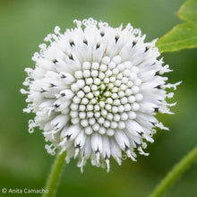 Load image into Gallery viewer, Salt and Pepper - Melanthera nivea (1 gal.)