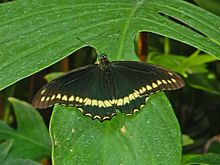 Load image into Gallery viewer, Wooly Dutchman&#39;s Pipevine - Aristolochia tomentosa (1 gal.)
