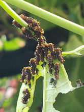 Load image into Gallery viewer, Wooly Dutchman's Pipevine - Aristolochia tomentosa (1 & 3 gal.)