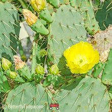 Load image into Gallery viewer, Prickly Pear Cactus - Opuntia stricta (1 gal.)