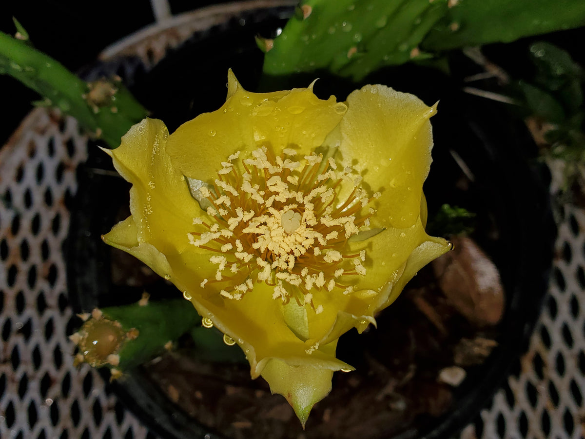 prickly pear cactus close up Prickly Pear Cactus (Opuntia humifusa) – Little Red Wagon Native Nursery