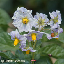 Load image into Gallery viewer, Purple Magic Fingerling- Solanum tuberosum