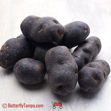Load image into Gallery viewer, Purple Magic Fingerling- Solanum tuberosum