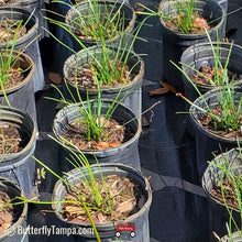 Load image into Gallery viewer, Rain Lily - Zephyranthes atamasco (1 Gal.)