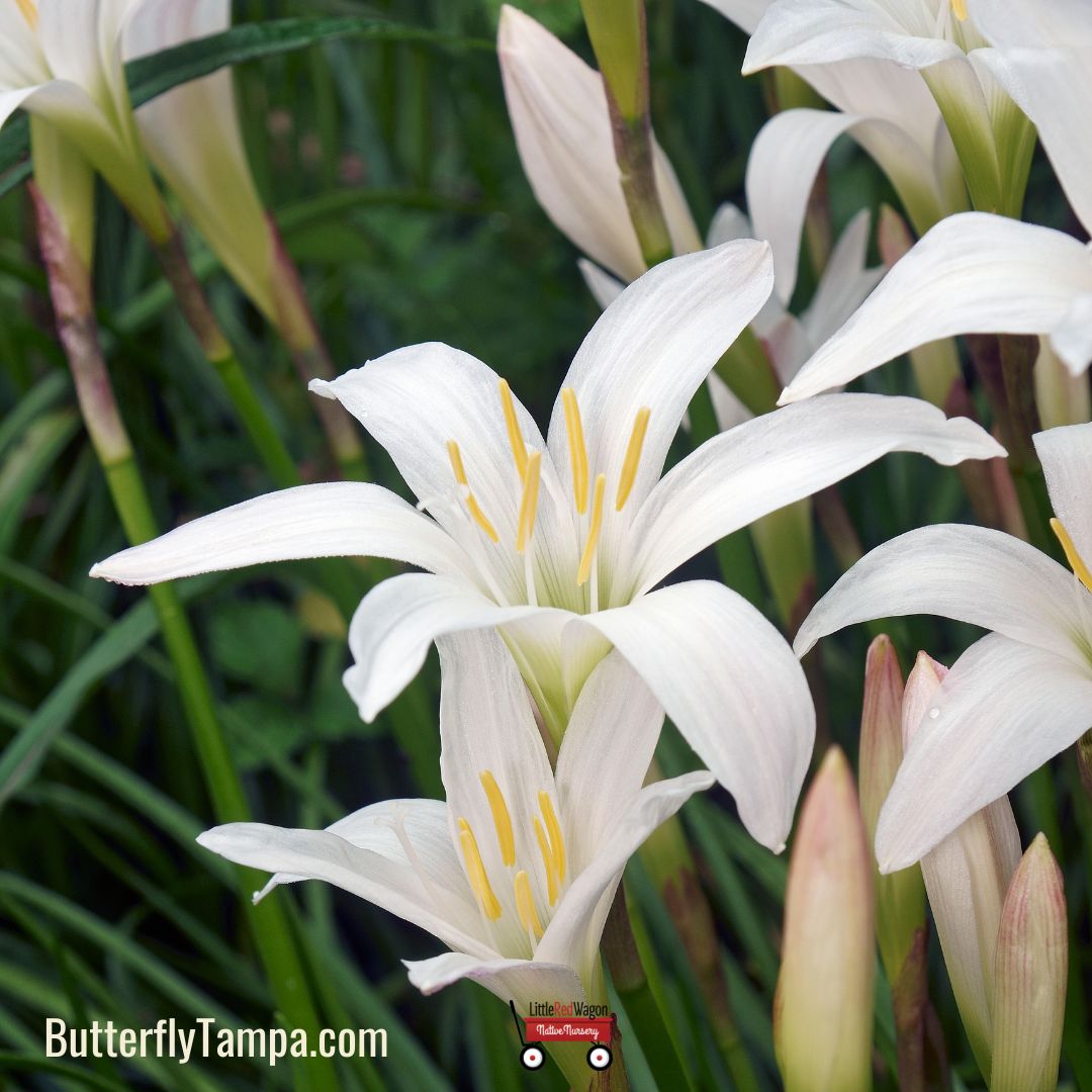 lily anthem flower Rain Lily
