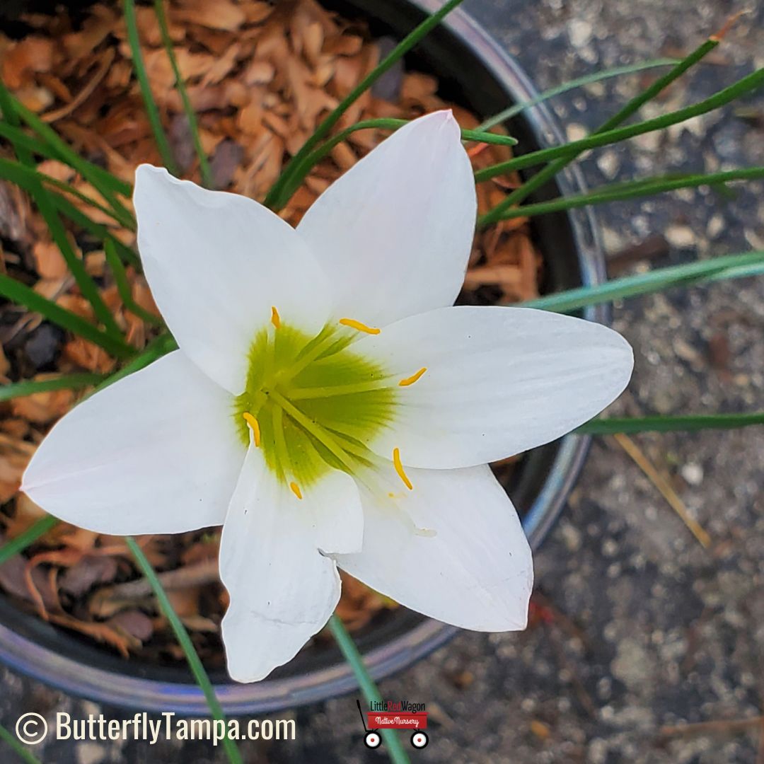 Rain Lily (Zephyranthes atamasco) - 1 Gallon – Little Red Wagon