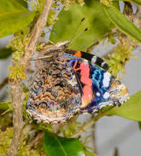 Load image into Gallery viewer, Photo by John Lampkin
