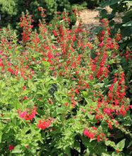 Load image into Gallery viewer, Tropical Sage - Salvia coccinea (1 gal.)