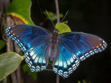 Load image into Gallery viewer, Coastal Plain Willow - Salix caroliniana (3 Gal.)
