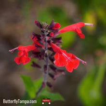 Load image into Gallery viewer, Tropical Sage (3 Gal)
