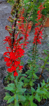 Load image into Gallery viewer, Cardinal Flower - Lobelia cardinalis (1 gal.)