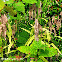 Load image into Gallery viewer, River Oats - Chasmanthium latifolium (1 gal.)