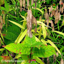 Load image into Gallery viewer, River Oats - Chasmanthium latifolium (1 gal.)