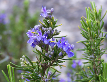 Load image into Gallery viewer, Rosemary Apalachicola - Conradina glabra (1 & 3 gal.)