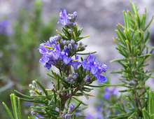 Load image into Gallery viewer, Rosemary Apalachicola - Conradina glabra (1 &amp; 3 gal.)
