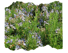 Load image into Gallery viewer, Rosemary Apalachicola - Conradina glabra (1 & 3 gal.)