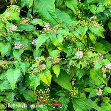Load image into Gallery viewer, Rouge Plant - Rivina humilis (1 gal.)